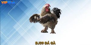 bj 39 đá gà