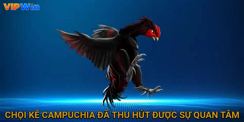 Chọi kê Campuchia đã thu hút được sự quan tâm lớn