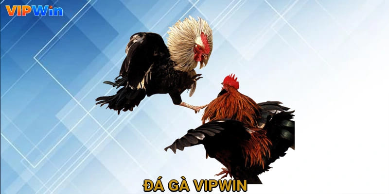 Đá gà cựa sắt hấp dẫn