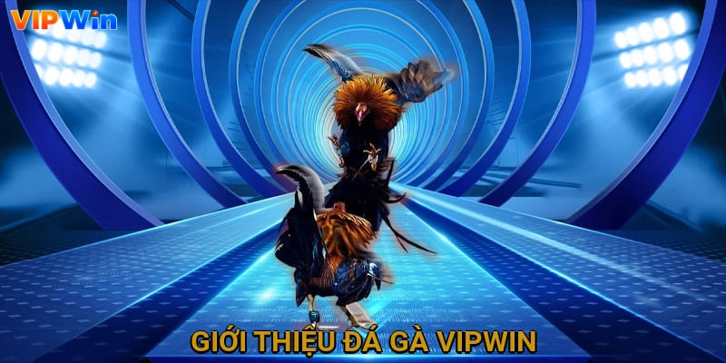 Giới thiệu đá gà Vipwin