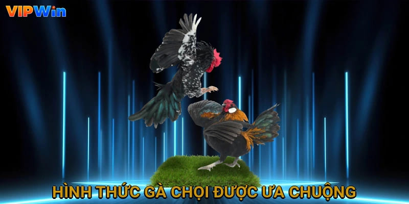 Hình thức gà chọi được ưa chuộng