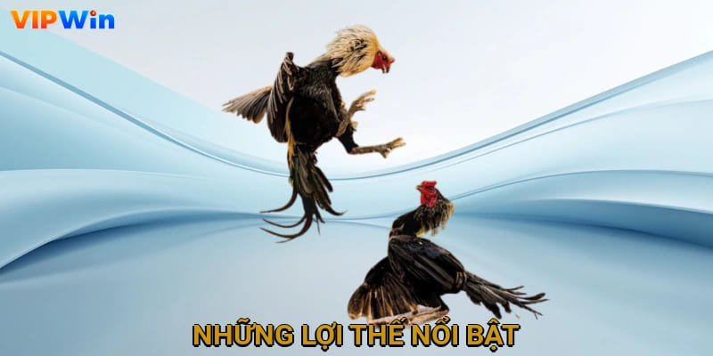 Những lợi thế nổi bật