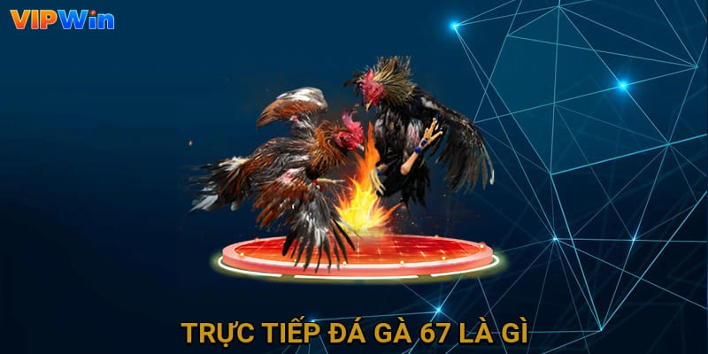 Trực tiếp đá gà 67 là gì