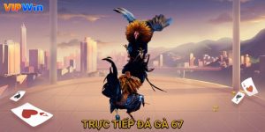 trực tiếp đá gà 67 vipwin