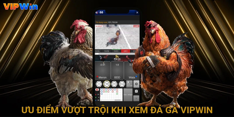Ưu điểm vượt trội khi xem đá gà tại nhà cái
